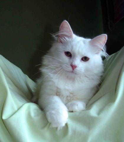 SIBERIAN White color kitten -good personality!!!