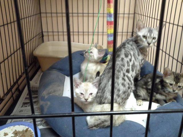SILVER BENGAL FEMALE TICA REGISTERED- 20 MONTHS OLD