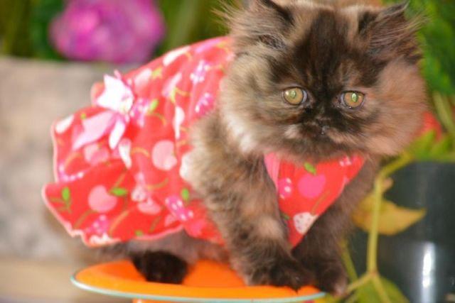Silver Brown Persian kitten