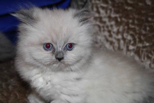 Silver Persian for adoption