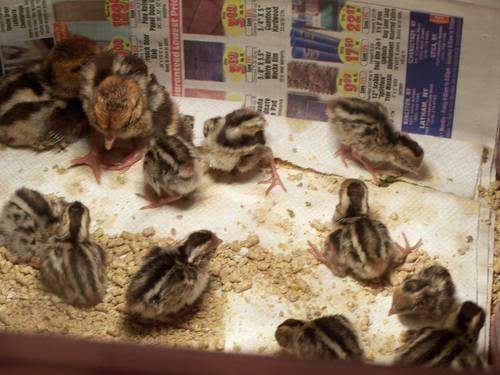 Silver Pheasant Chicks