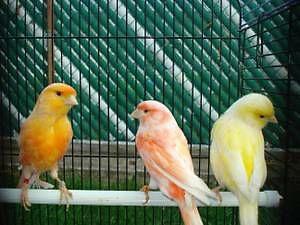 Singing canaries