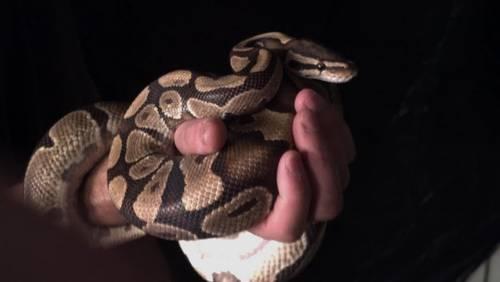 Small Ball Python Snake