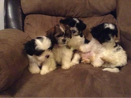 Small breed puppies
