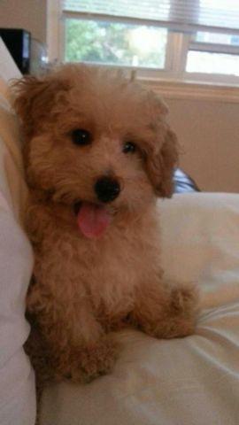 Smart Adorable Neutered Male Apricot Toy Poodle Puppy Pedigree