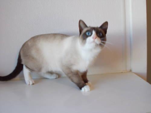 Snowshoe - Tarsha - Medium - Young - Female - Cat