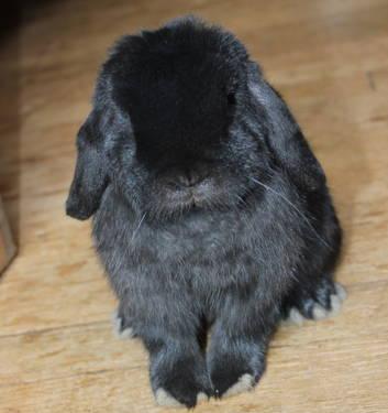Solid black Holland Lop rabbit