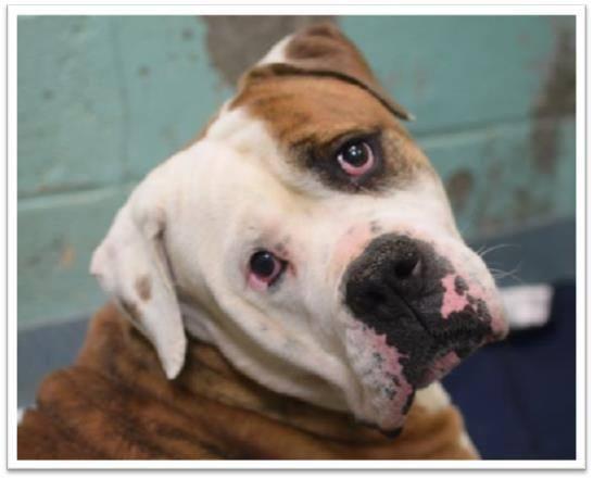 Special needs bulldog Loken in danger@Brooklyn kill shelter-blind