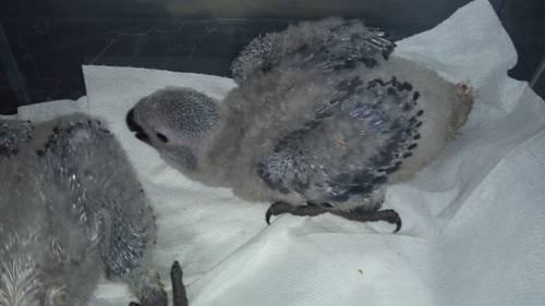 SPECIAL SILVER Cameroon African Grey Babies