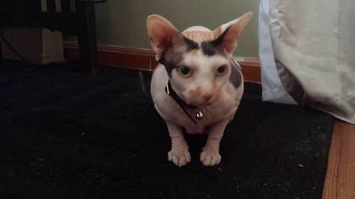 Sphynx in need of new caring owner