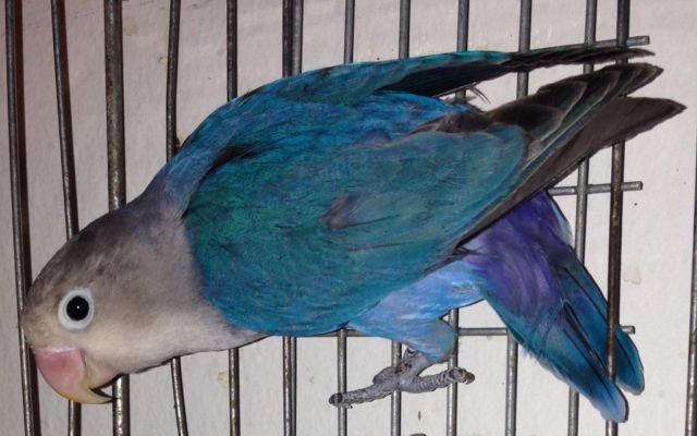 SPLIT TO SABLE & VIOLET PIED - BLUE MALE FISCHER LOVEBIRD