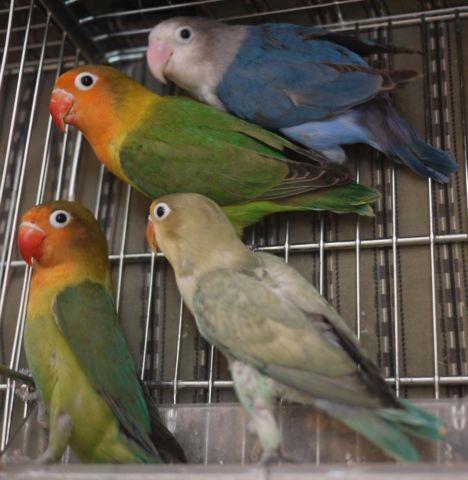 SPLIT TO SABLE & YELLOW or SABLE & BLUE LOVEBIRDS