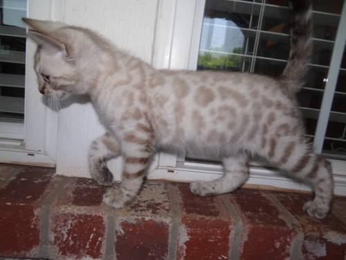 Spots Spots Spots Galore--- Snow Spotted Bengal Kitten