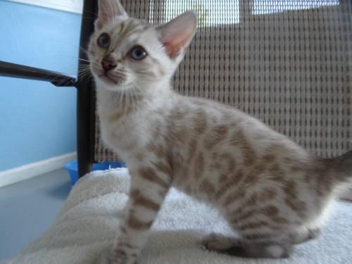 SPOTTED Snow Bengal Kitten