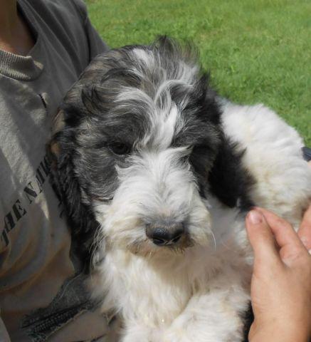 SPRINGERDOODLE PUPS AVAILABLE NOW