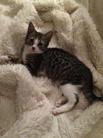 Spunky Gray & White Tabby Kitten for Adoption - 10 Weeks Old (Hadley)