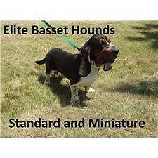 Standard and Miniature Basset Hound Puppies