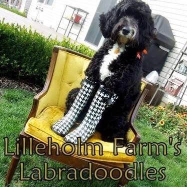 Standard F1B Labradoodle Puppies - Due July 9, 2013