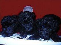 Standard Poodle Puppies For Sale