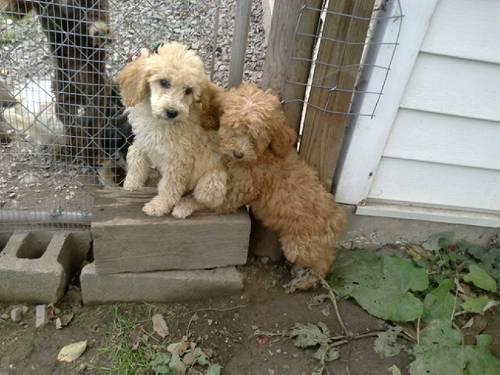 Standard Poodle puppies! MUST GO BY 10-15!