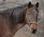 Standardbred - Freedom - Large - Senior - Male - Horse