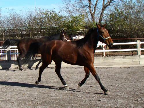 Standardbred - Molly - Medium - Adult - Female - Horse