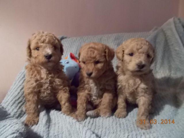 STRIKING COLORS Mini poodles now & later