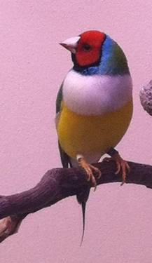 Stunning 2013 Gouldian finches, fully colored, NY Finger Lakes region