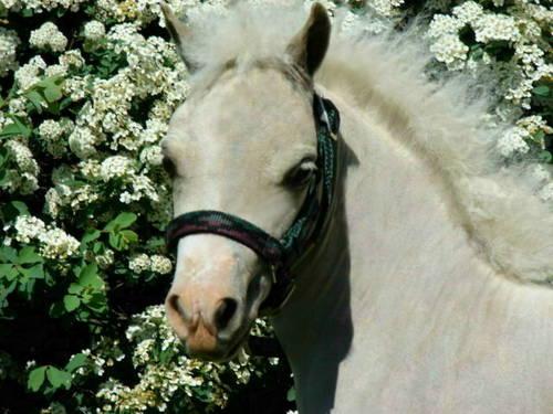 Stunning (AMHA/AMHR) - Miniature Horse - Mini Horse - Palomino Pinto