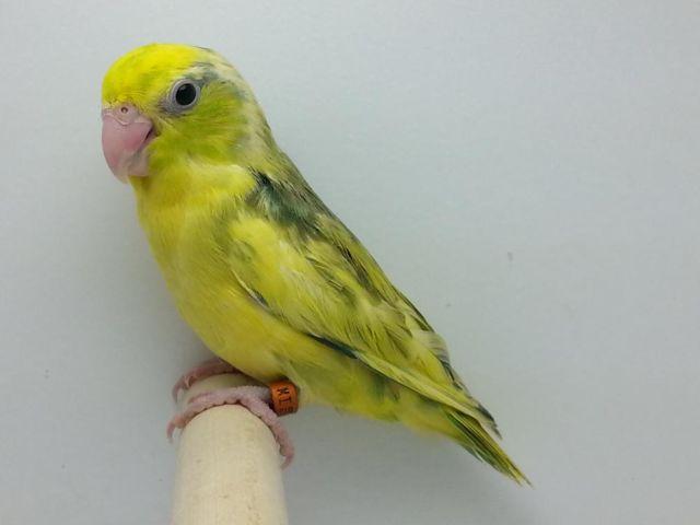 Stunning and Rare Heavy Green Pied Parrotlet Male Available - Hand Fed