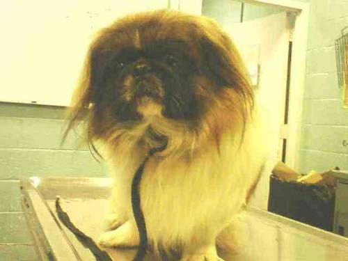 Stunning handsome chow Teddy in danger@Brooklyn kill shelter