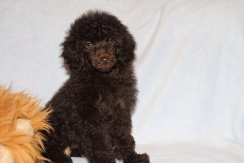 Stunning Miniature poodle pups, black and chocolate