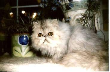 stunning show quality 5 mo old silver tabby FEMALE persian!!