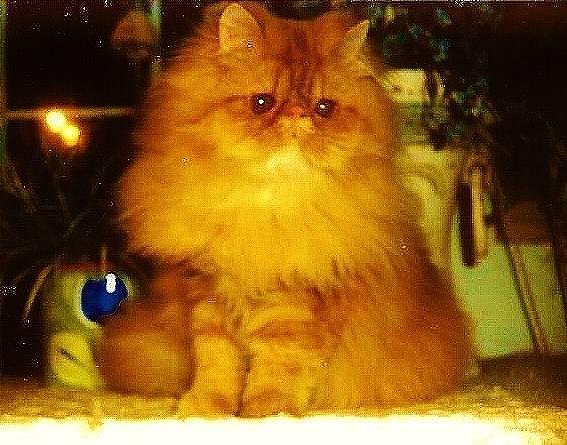 Stunning show quality red persian male AND kitten!! OTHER COLORS TOO
