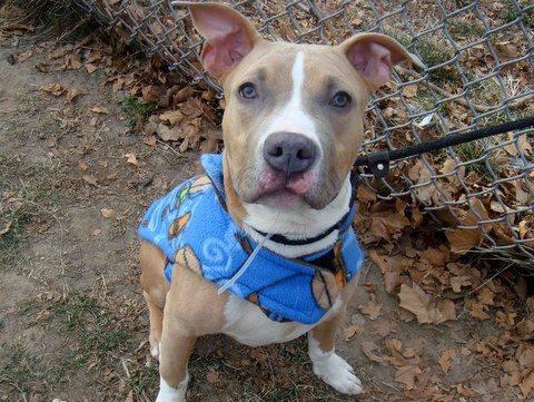 Stunning sweet pittie pup Gucci in danger@NYC kill shelter