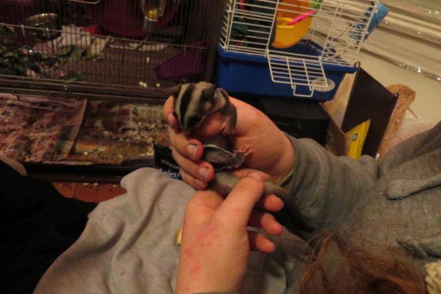 Sugar Glider Joeys For re-home (male and female)