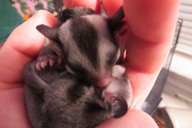 Sugar Glider Joeys for Rehome- ready by February
