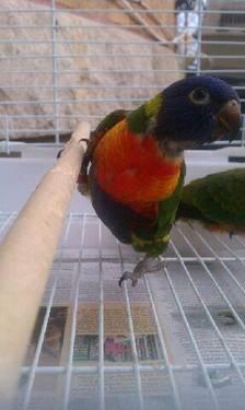 Sunset Lorikeets parrots (Rainbow Lorikeet Subspecies)