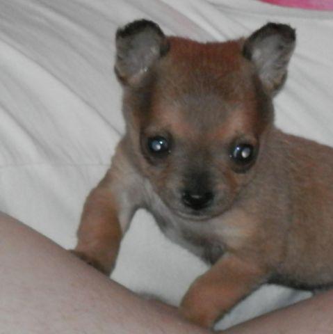 Super Tiny Chihuahua Puppy