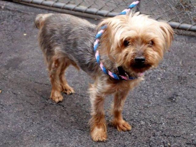 Sweet adorable min poodle Nails in danger@NYC kill shelter