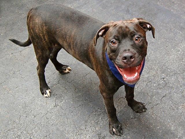 Sweet affectionate 11mo old pittie Rock in danger@NYC kill shelter