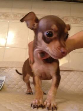 Sweet and Humble Chihuahua Puppy for Sale- 6 months Old $300