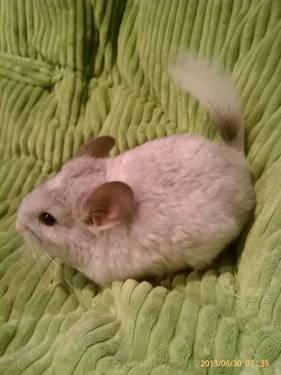 Sweet Baby Chinchilla's For Sale