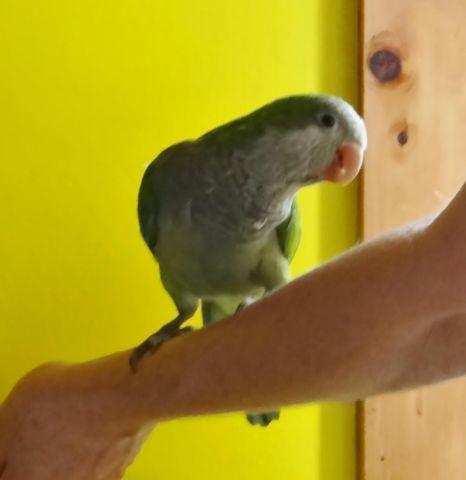 Sweet Baby Quaker Parrot