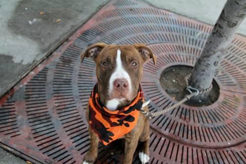 Sweet beautiful 2yr old pitbull Choca in danger@NYC kill shelter