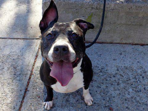 Sweet beautiful 4mo old pittie Lil Princess in danger@NYC kill shelter