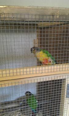 Sweet Blue crown conure with cage for sale