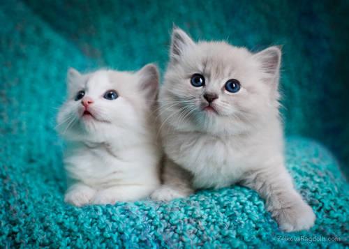 Sweet Blue Mink Ragdoll Kitten ~ Ready in February