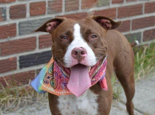 Sweet calm pittie pup Honey and bff in danger@Brooklyn kill shelter