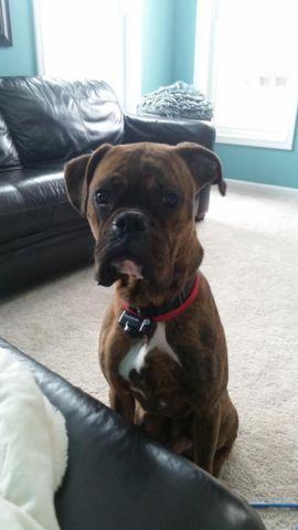 Sweet CKC Boxer young puppy Brindle
